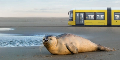 Eine Fotomontage des Wattenmeers: Eine Robbe liegt im Sand und schaut zufrieden in die Kamera, während im Hintergrund eine Tram der BVG über den Strand fährt.